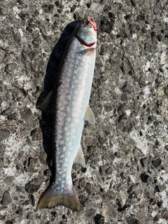 アメマスの釣果