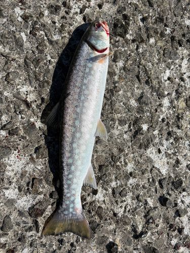 アメマスの釣果
