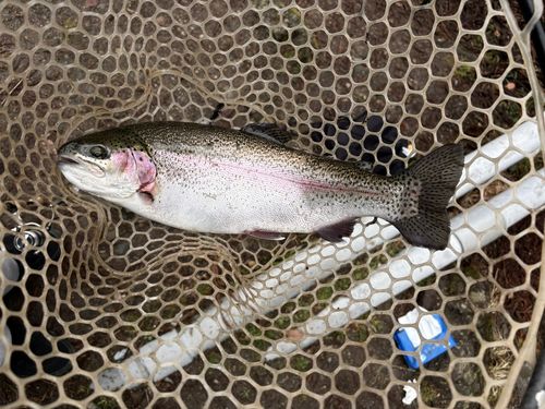 トラウトの釣果
