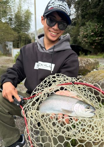 ニジマスの釣果