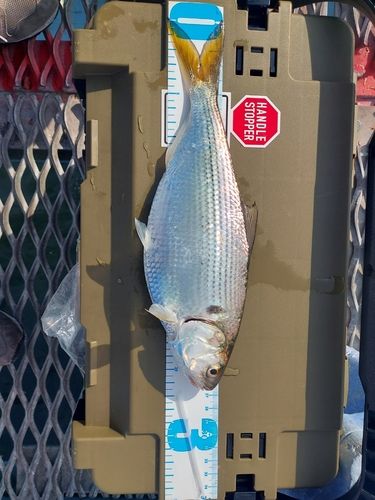 コノシロの釣果