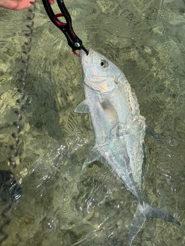 オニヒラアジの釣果