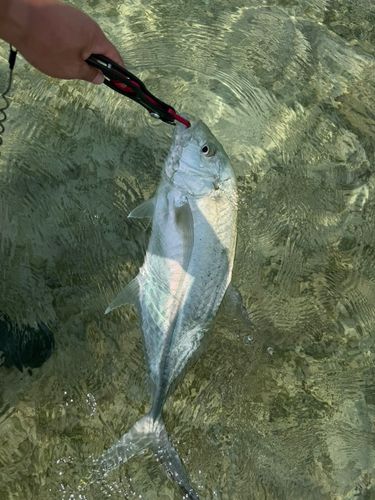 オニヒラアジの釣果