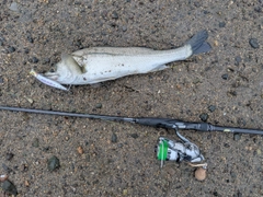 スズキの釣果