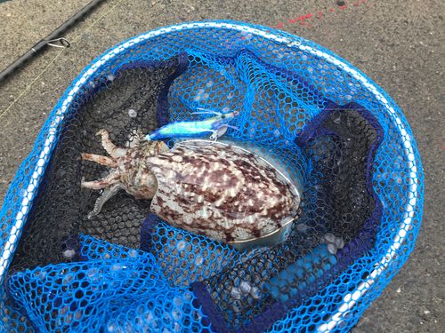 コウイカの釣果