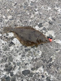 マガレイの釣果