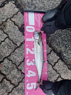 サゴシの釣果