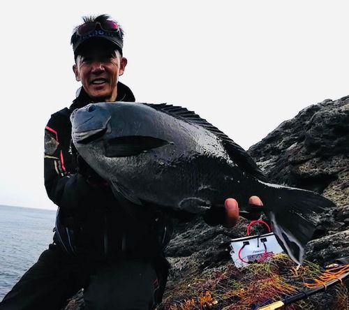 グレの釣果