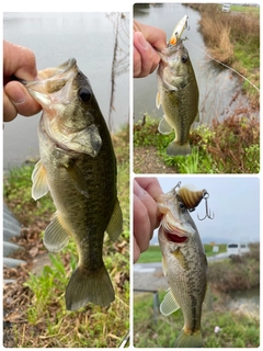 ブラックバスの釣果