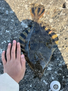 ヌマガレイの釣果