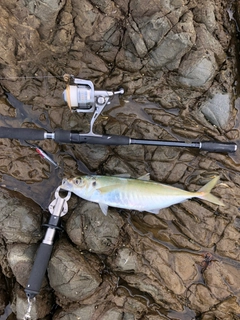 マルアジの釣果
