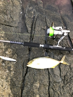 シオの釣果