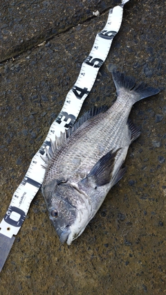 チヌの釣果