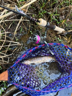 ヤマメの釣果