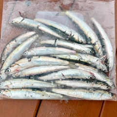 カタクチイワシの釣果