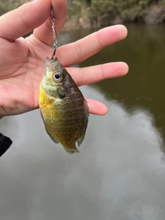 ブルーギルの釣果