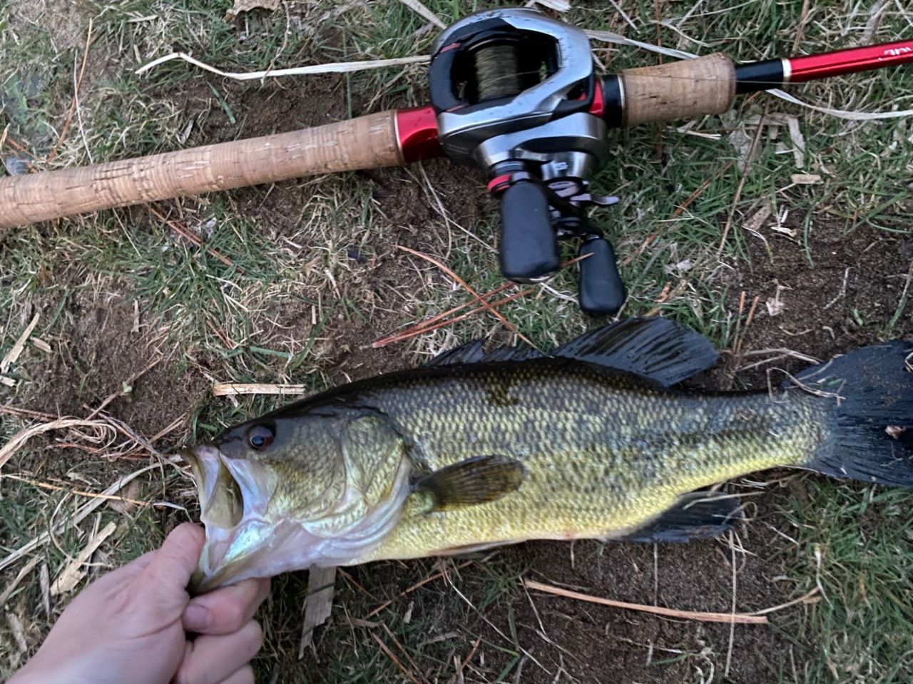 SHIMANO 18ワールドシャウラ 1651FF-3の最安値・インプレ・釣果 | 本音