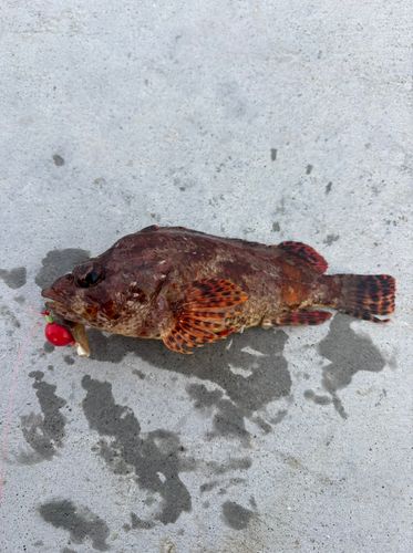 ヨロイメバルの釣果