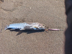 アメマスの釣果