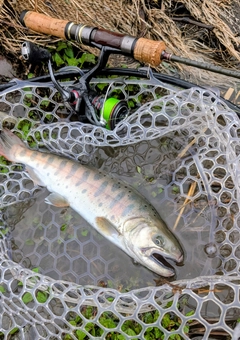 ヤマメの釣果