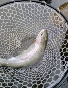 ニジマスの釣果