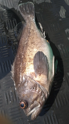 クロソイの釣果