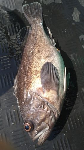 クロソイの釣果