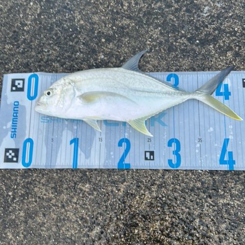 オニヒラアジの釣果