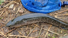 ライギョの釣果