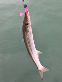 カマスの釣果