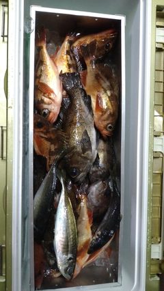 メバルの釣果