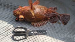 ウッカリカサゴの釣果