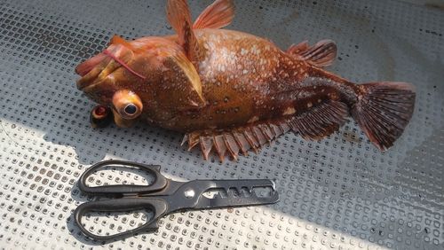 ウッカリカサゴの釣果