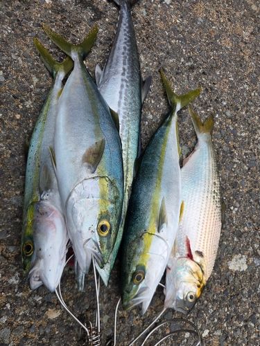 コノシロの釣果
