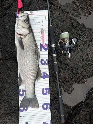 ヒラスズキの釣果