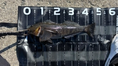 アイナメの釣果