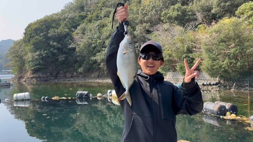 シマアジの釣果