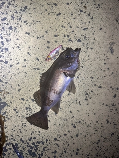 シロメバルの釣果