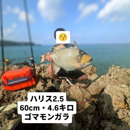 ゴマモンガラの釣果