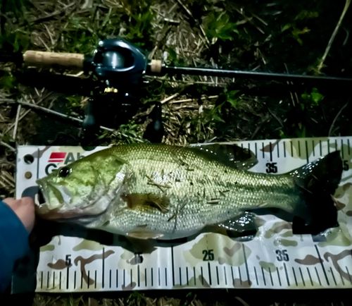 ブラックバスの釣果