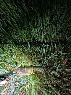 ナマズの釣果