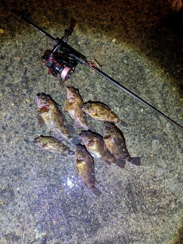 ガシラの釣果