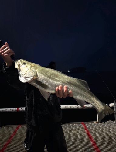 マルスズキの釣果