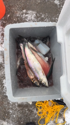 ニシンの釣果