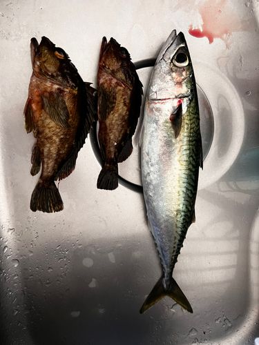 サバの釣果