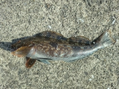 アイナメの釣果