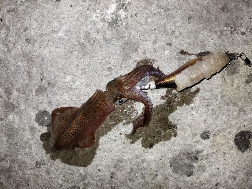 イカの釣果