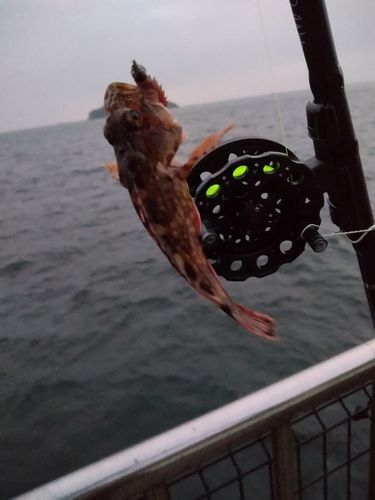 釣果