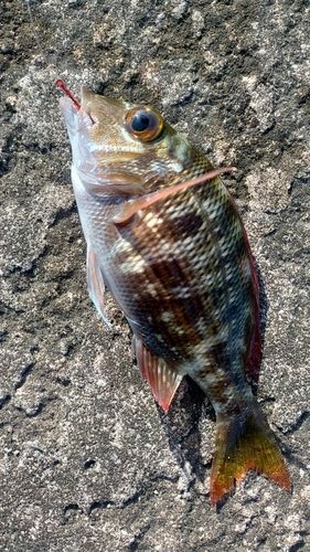 イソフエフキの釣果