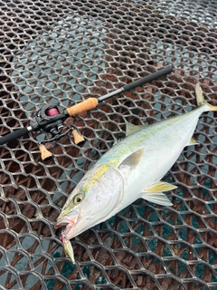 メジロの釣果
